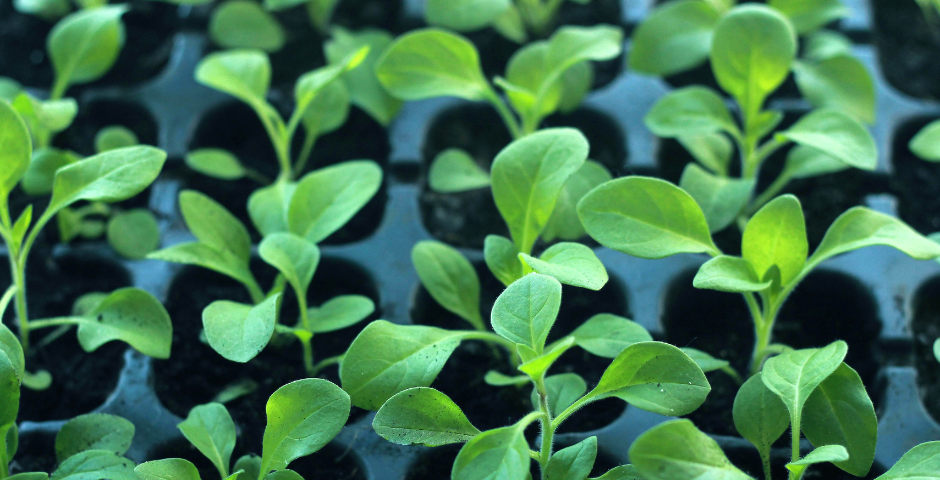 Onde comprar mudas de plantas baratas