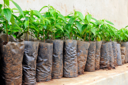 Onde comprar mudas de plantas baratas
