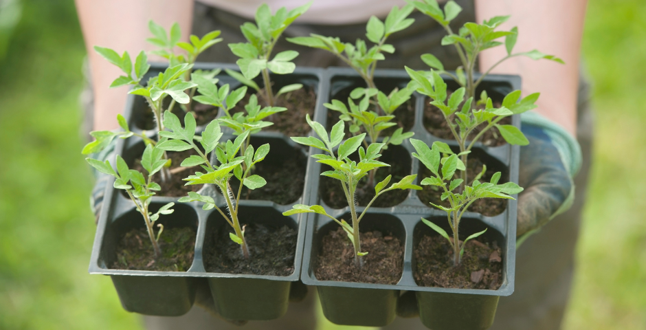 Onde comprar mudas de plantas baratas